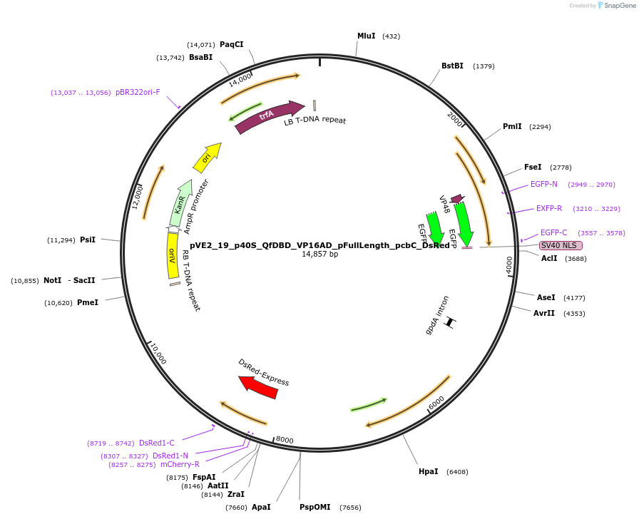 154241-plasmid-map-sequence-id-306043