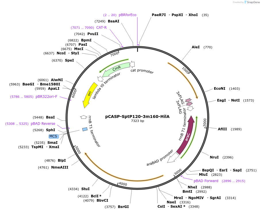 153325-plasmid-map-sequence-id-306045