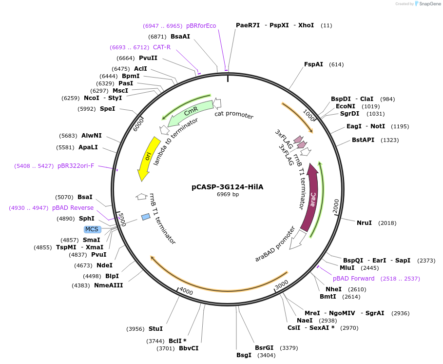 153324-plasmid-map-sequence-id-306050