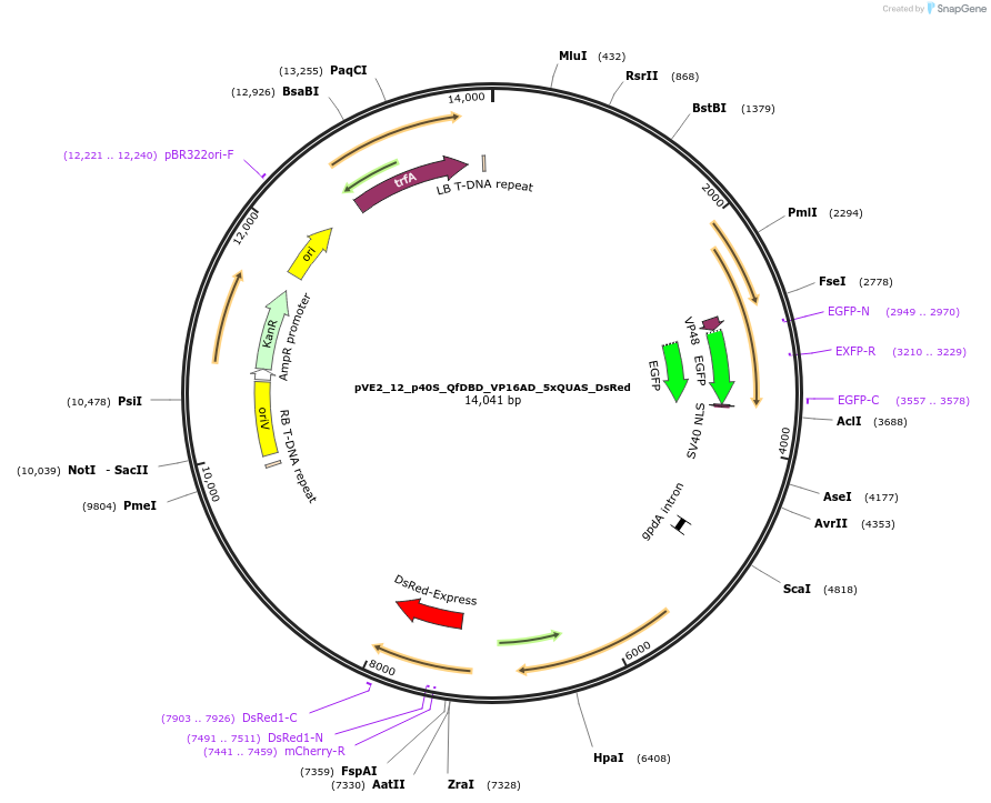 154226-plasmid-map-sequence-id-306058