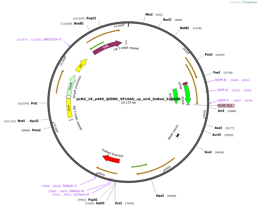 154235-plasmid-map-sequence-id-306060