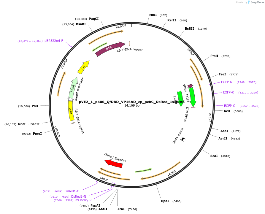 154221-plasmid-map-sequence-id-306061