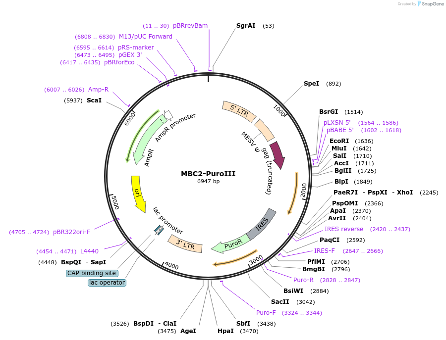 153420-plasmid-map-sequence-id-306062