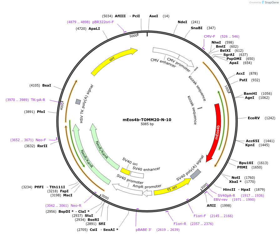 57518-plasmid-map-sequence-id-306066