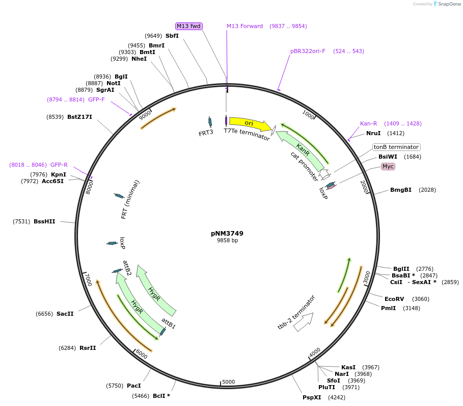 154108-plasmid-map-sequence-id-306067