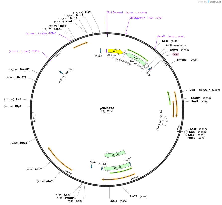 154109-plasmid-map-sequence-id-306068