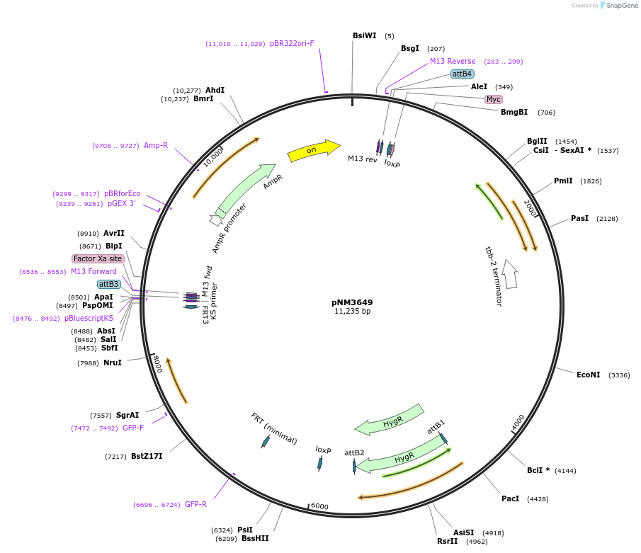 154110-plasmid-map-sequence-id-306069