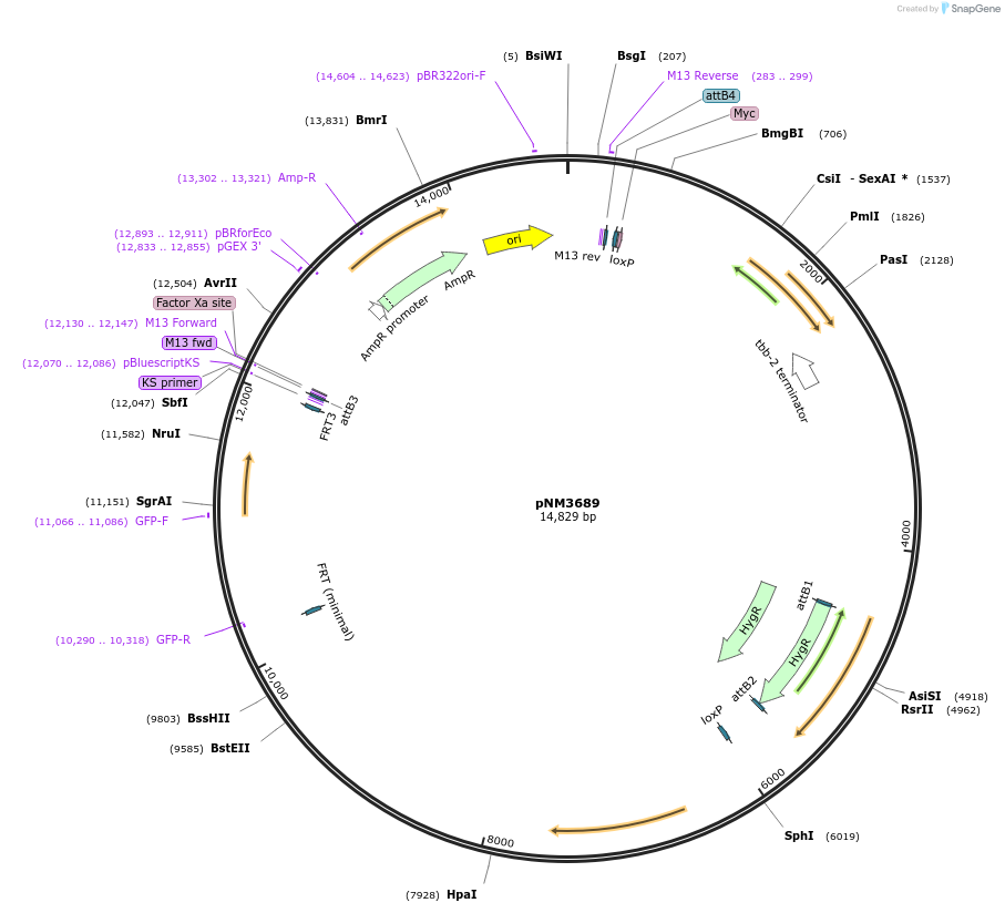 154111-plasmid-map-sequence-id-306070