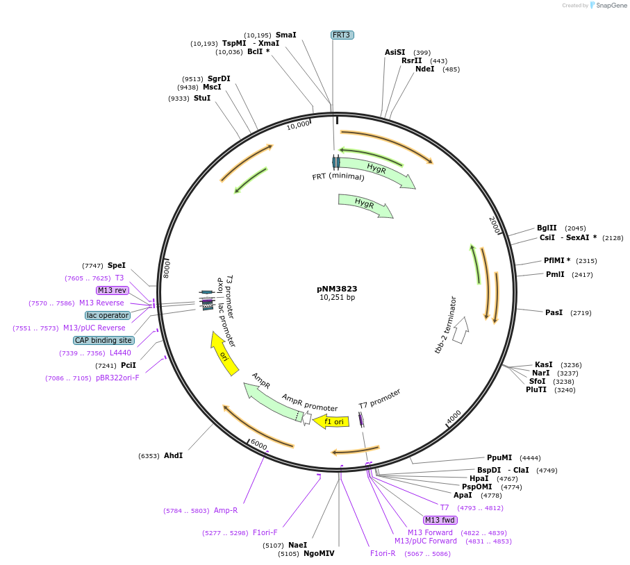 154123-plasmid-map-sequence-id-306083