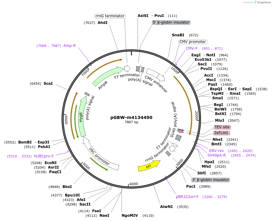 152580-plasmid-map-sequence-id-306089