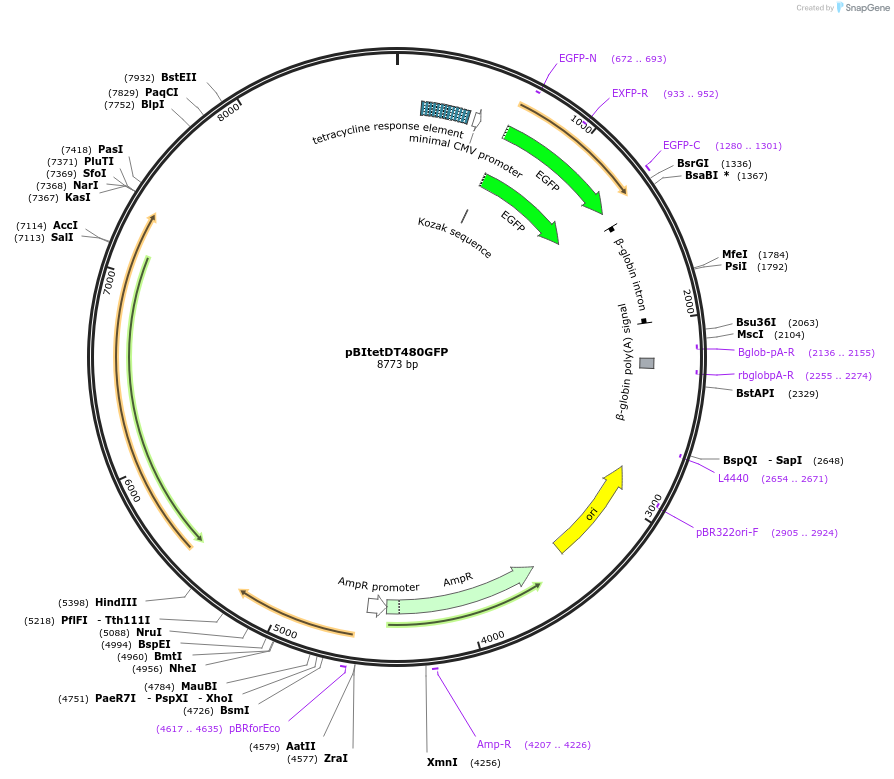 96905-plasmid-map-sequence-id-306112