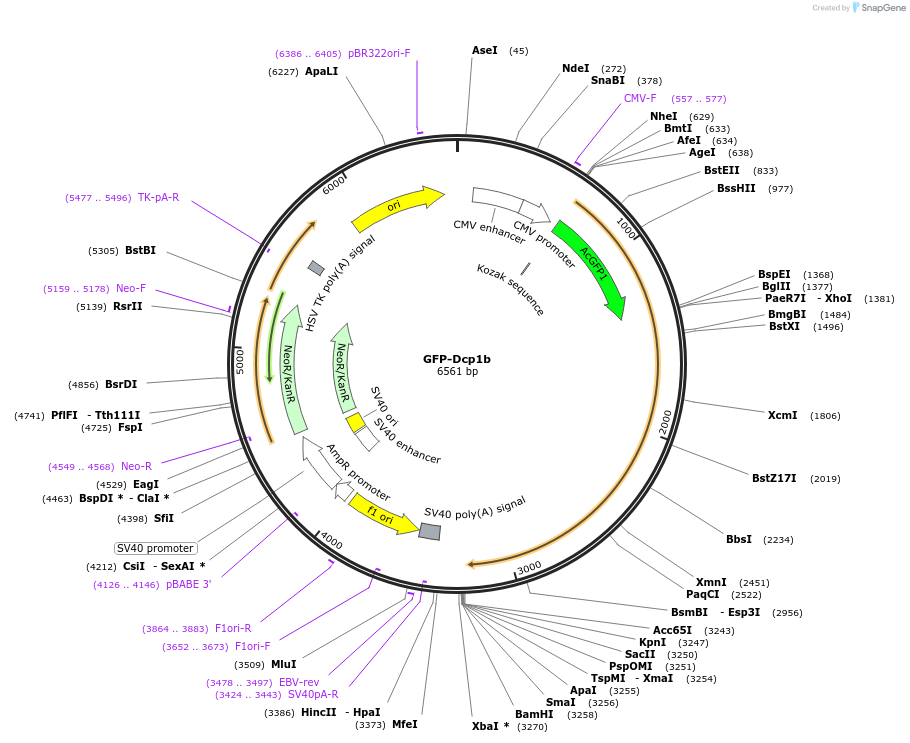 153976-plasmid-map-sequence-id-306135