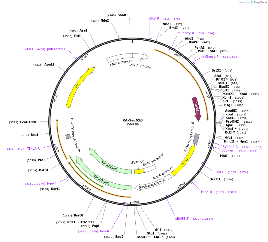 153978-plasmid-map-sequence-id-306136