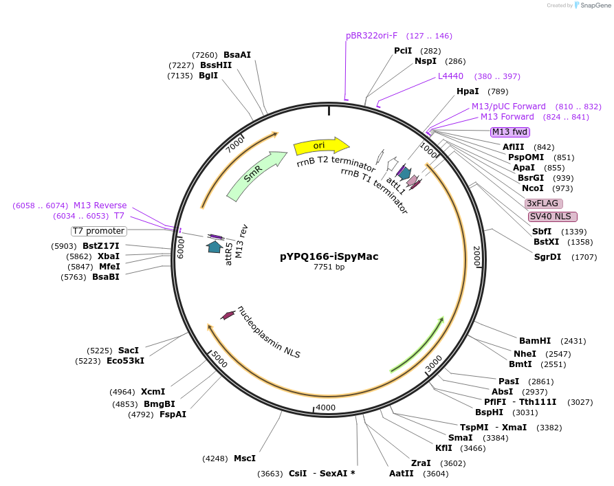 149553-plasmid-map-sequence-id-306139