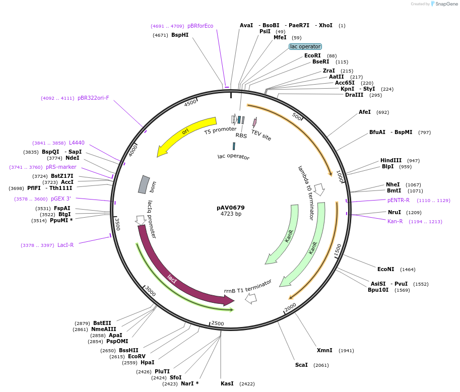 149689-plasmid-map-sequence-id-306146