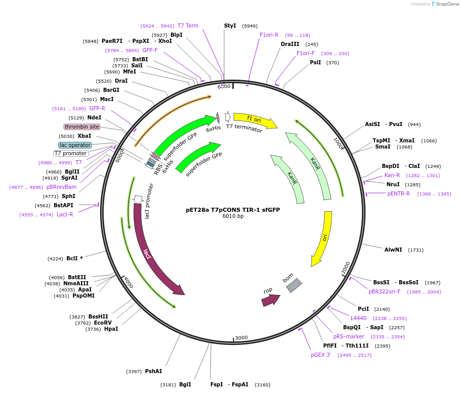 154463-plasmid-map-sequence-id-306147