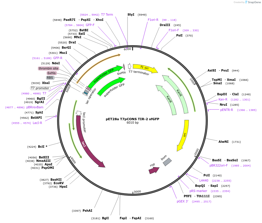 154464-plasmid-map-sequence-id-306150
