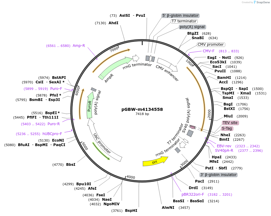 306156_map