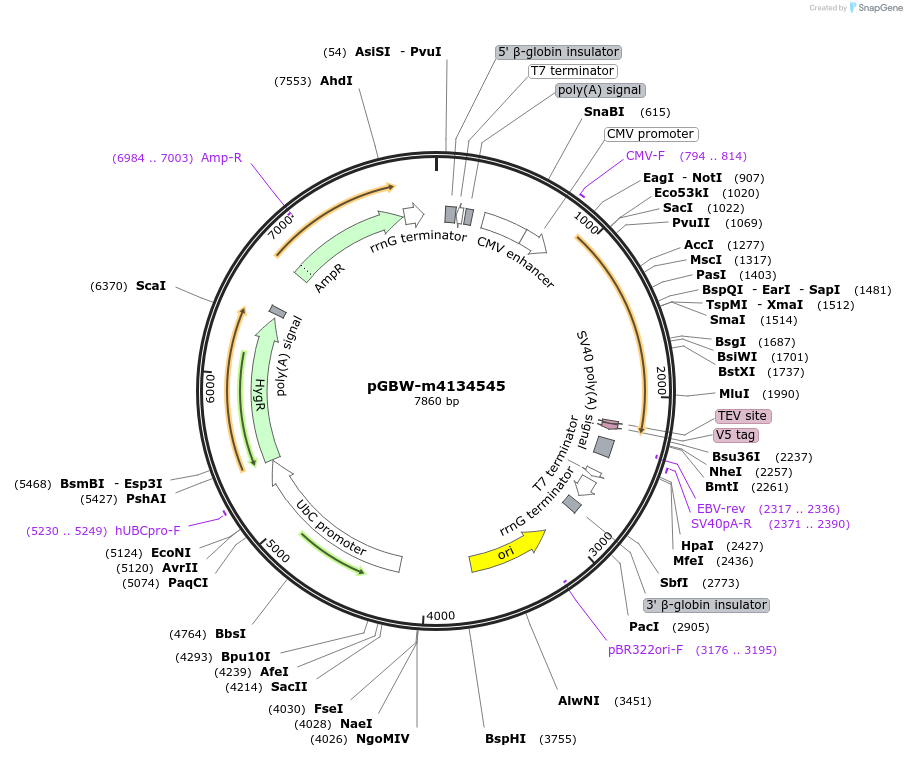 152594-plasmid-map-sequence-id-306182