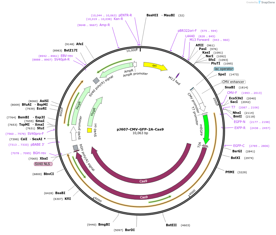 154830-plasmid-map-sequence-id-306195