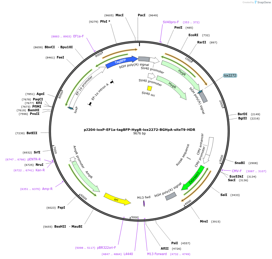 306202_map