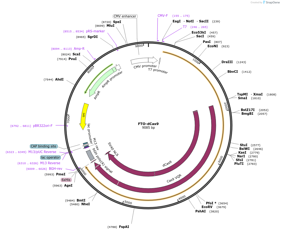 134781-plasmid-map-sequence-id-306216