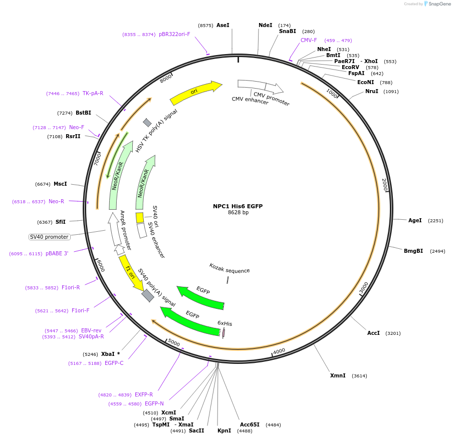 53521-plasmid-map-sequence-id-306219