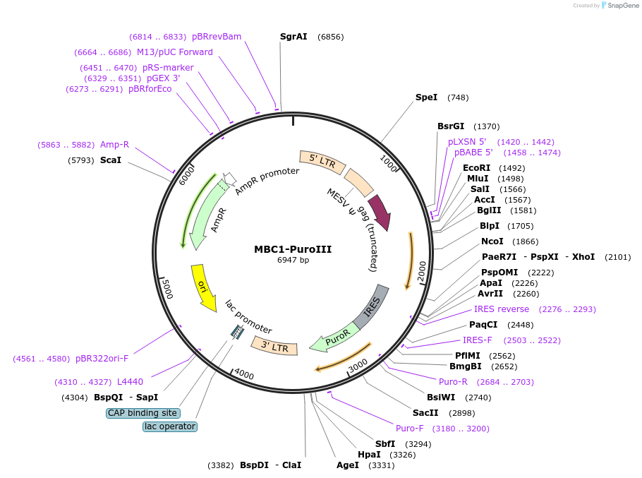 153419-plasmid-map-sequence-id-306221