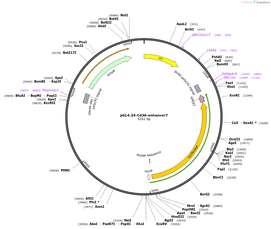 138579-plasmid-map-sequence-id-306225