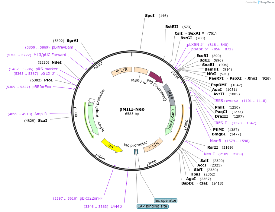 153422-plasmid-map-sequence-id-306228