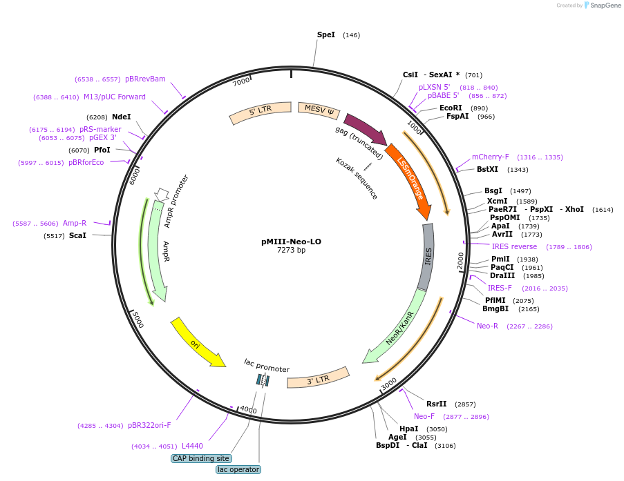 153428-plasmid-map-sequence-id-306230
