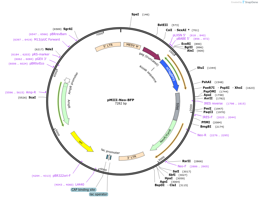 153426-plasmid-map-sequence-id-306231