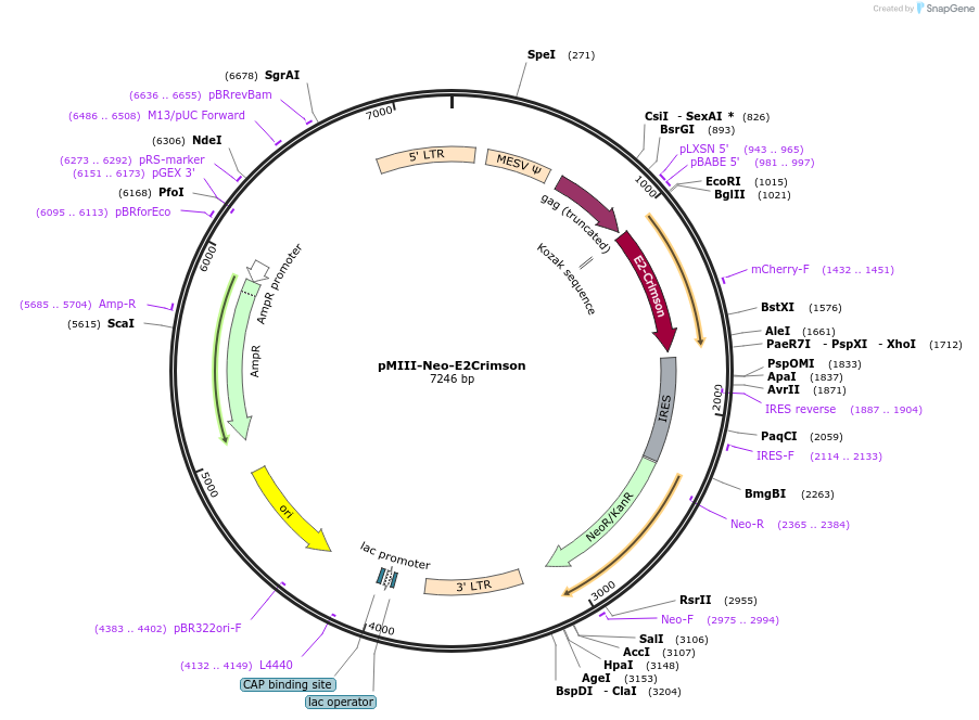 153425-plasmid-map-sequence-id-306232