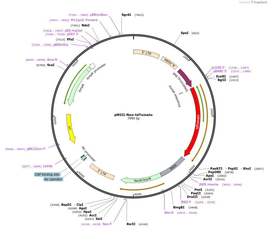 153424-plasmid-map-sequence-id-306235