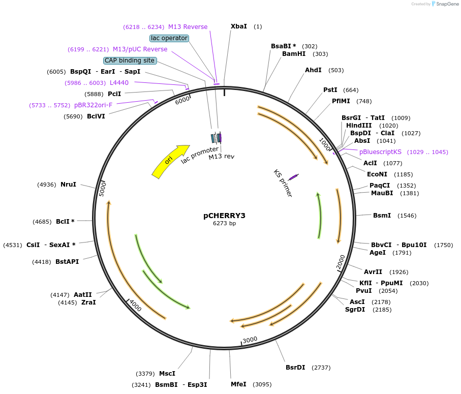 24659-plasmid-map-sequence-id-306236