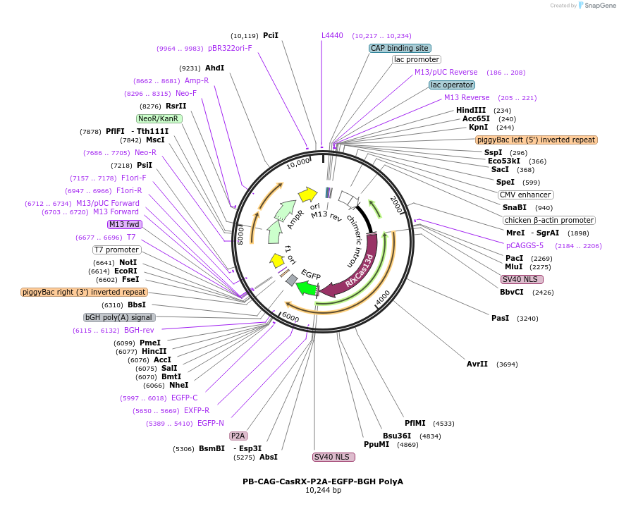 154004-plasmid-map-sequence-id-306266