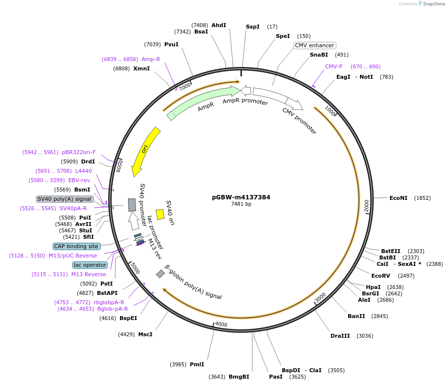 149543-plasmid-map-sequence-id-306267