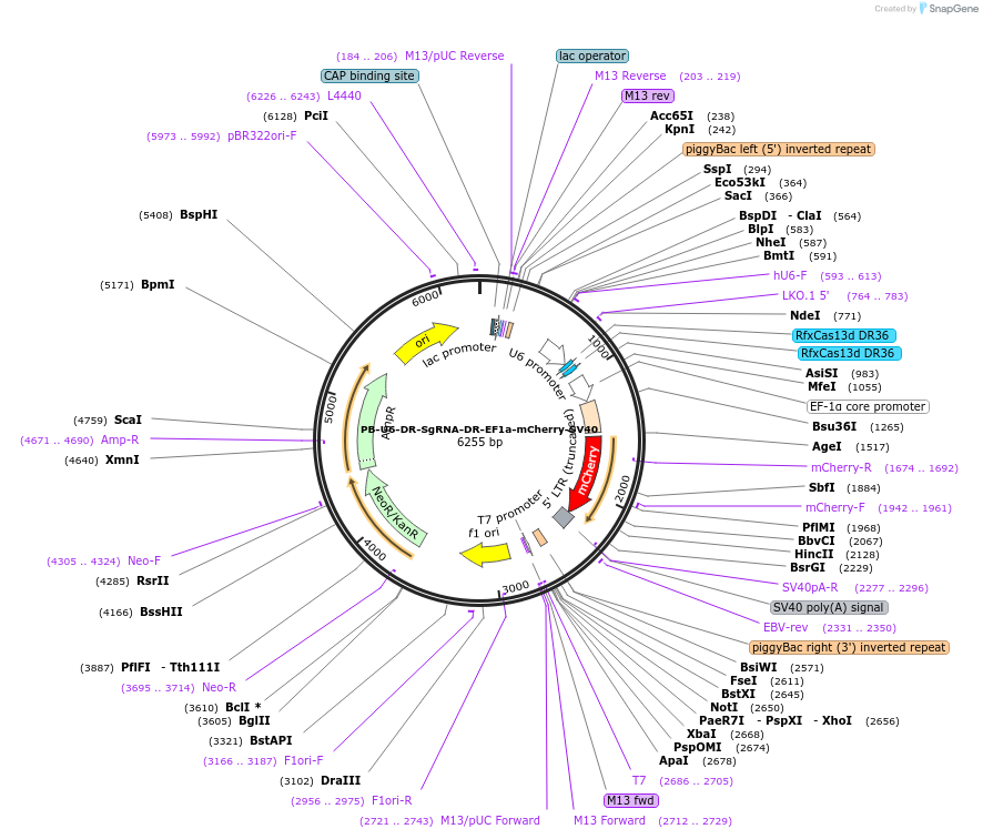 154002-plasmid-map-sequence-id-306269