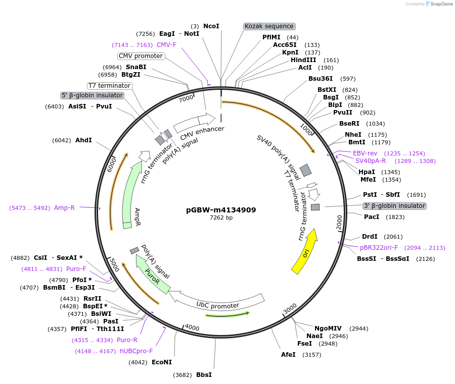 151901-plasmid-map-sequence-id-306270