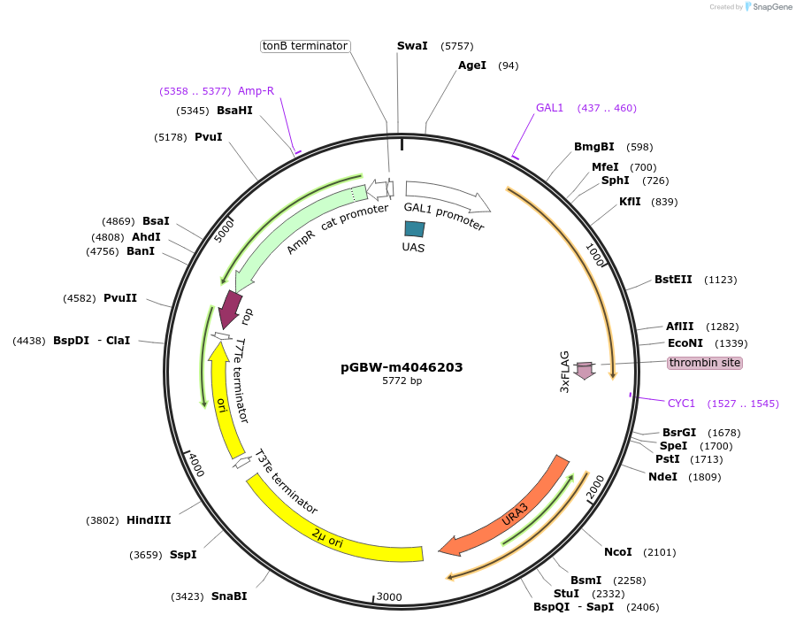 145488-plasmid-map-sequence-id-306276