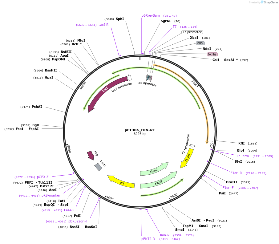 153311-plasmid-map-sequence-id-306277