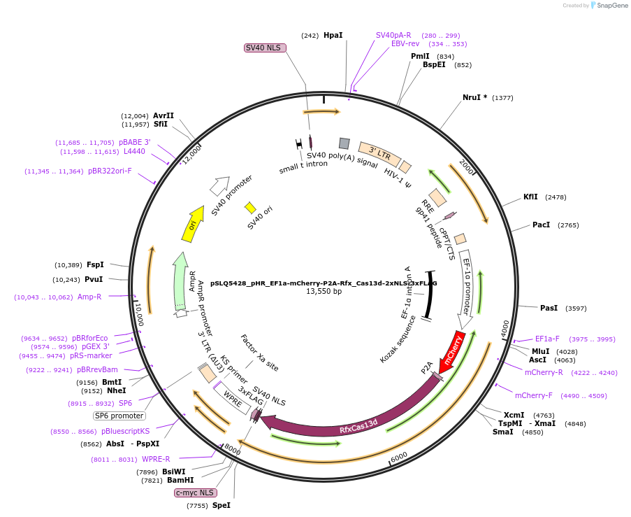 155305-plasmid-map-sequence-id-306279