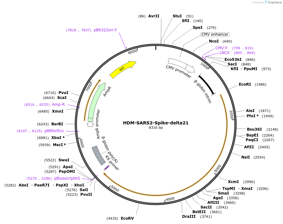 155130-plasmid-map-sequence-id-306280