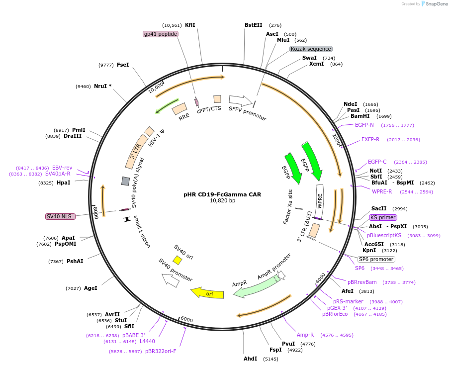 113014-plasmid-map-sequence-id-306283