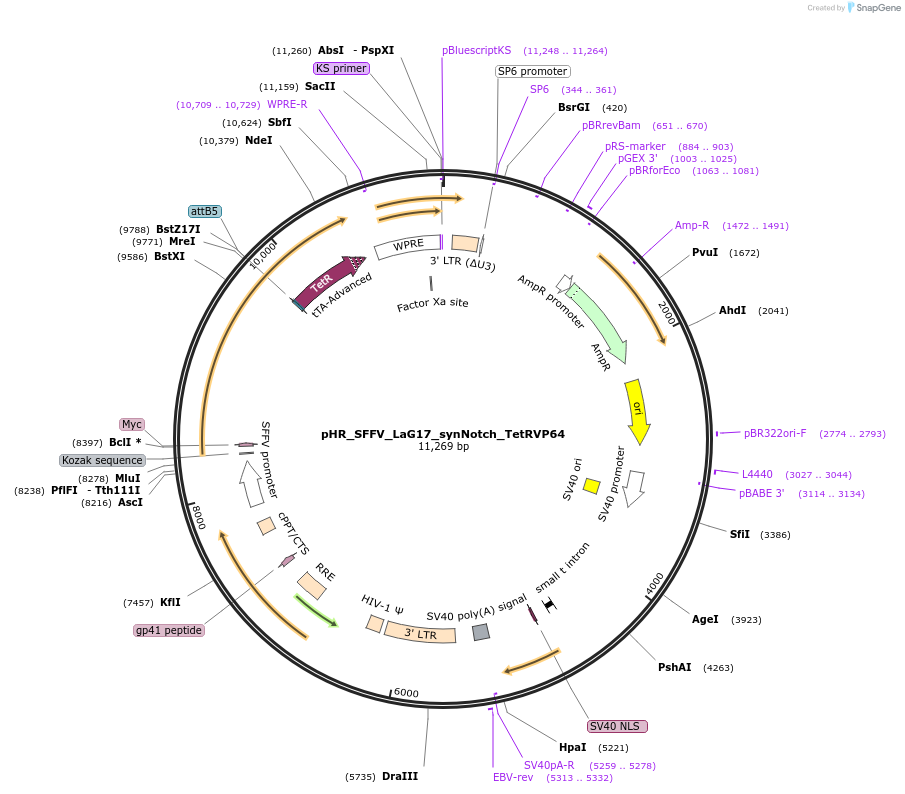 79128-plasmid-map-sequence-id-306286