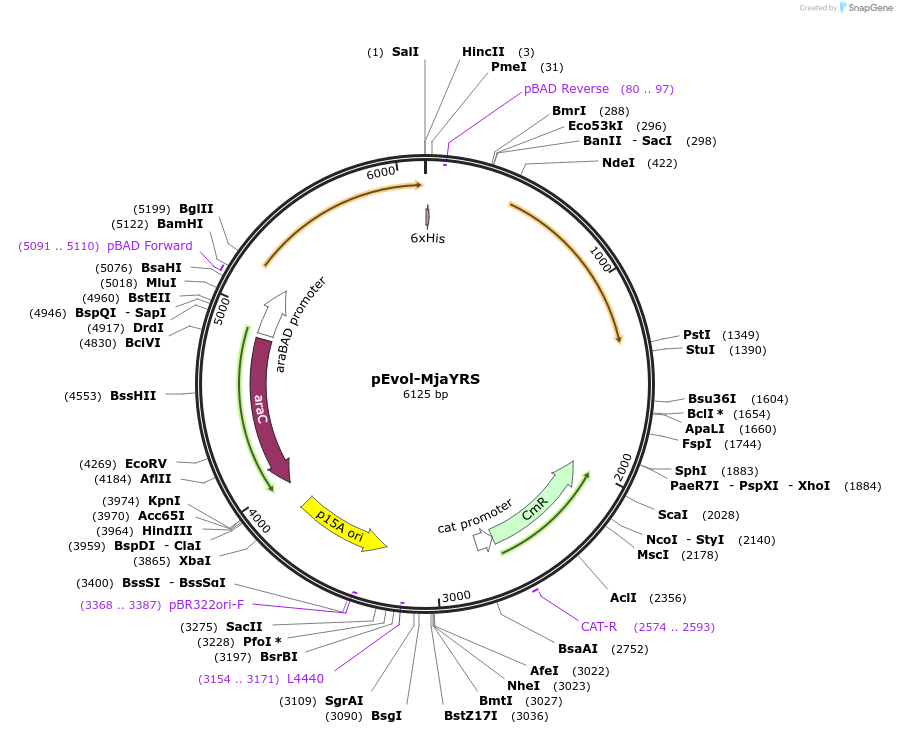 153557-plasmid-map-sequence-id-306290