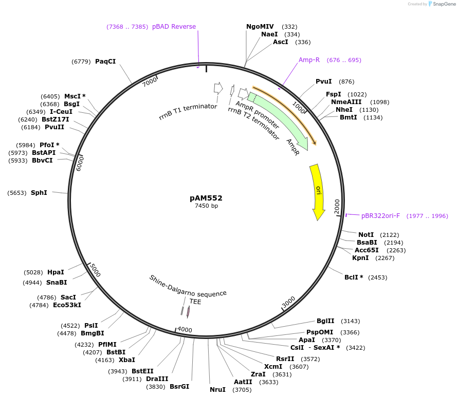 154131-plasmid-map-sequence-id-306291