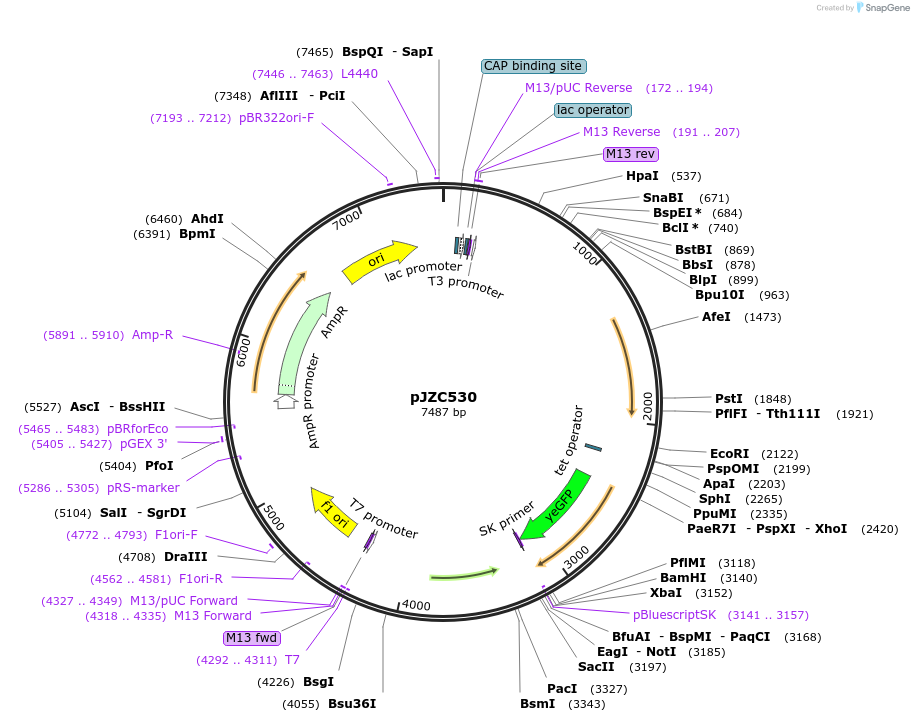 135434-plasmid-map-sequence-id-306292