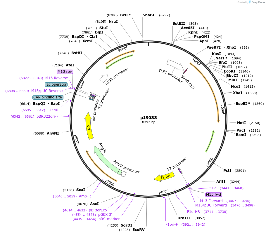 135432-plasmid-map-sequence-id-306294