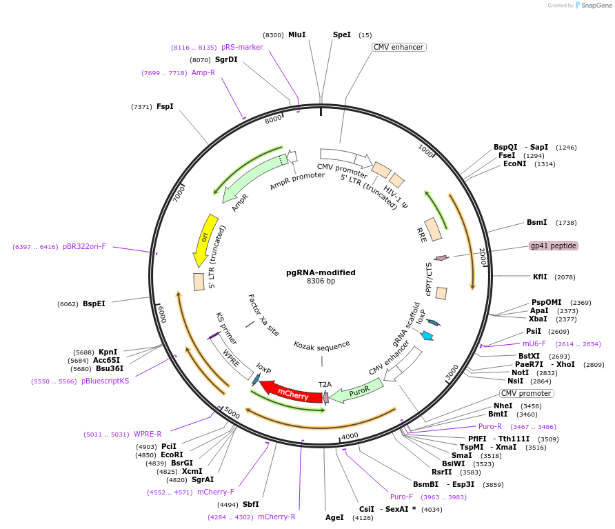 84477-plasmid-map-sequence-id-306301